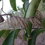 Desmodium tortuosum Meyve