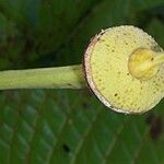 Sloanea magnifolia Плід