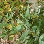 Bidens vulgata Blad