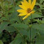 Helianthus divaricatusBlüte