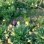 Narcissus tazetta Flower