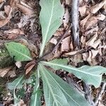 Verbascum pulverulentumبرگ