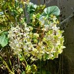 Begonia glabra फूल