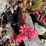 Sempervivum montanum Flor