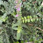 Stachys palustris Blad