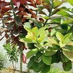 Euphorbia umbellata Лист