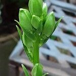 Campanula persicifolia Žiedas