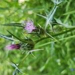 Notobasis syriaca 花