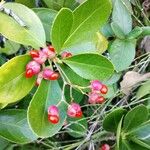 Euonymus japonicus Fruct