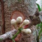 Syzygium arboreum Bark