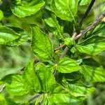 Stachytarpheta cayennensis Blatt
