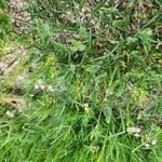 Erodium laciniatum Annet
