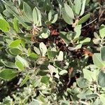 Arctostaphylos columbiana ᱥᱟᱠᱟᱢ