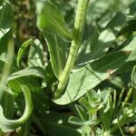 Centaurea uniflora Foglia