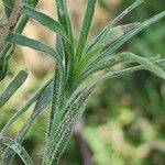 Erigeron bonariensis Leaf