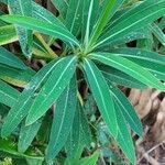 Euphorbia mellifera Lapas