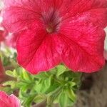Petunia x atkinsiana 花