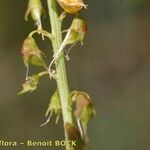 Melilotus elegans Hedelmä