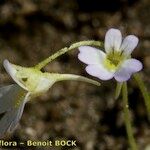 Pinguicula crystallina Flower