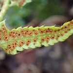 Polystichum acrostichoides Ŝelo