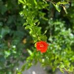 Punica granatum 花