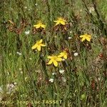 Hypericum australe ശീലം