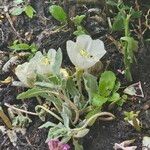 Eulobus californicus Flower