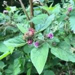 Arctium minusफूल