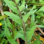 Taraxacum campylodes Blatt