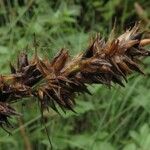 Carex disticha Flower