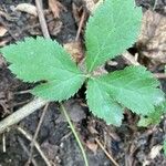 Sanicula canadensis Hoja