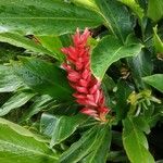 Alpinia purpurata പുഷ്പം