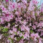 Rhododendron roseum Λουλούδι