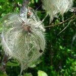 Clematis mauritiana Fruit