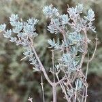 Thymus vulgaris Leaf