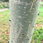 Vachellia xanthophloeaSchors