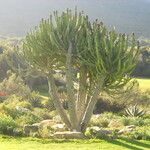 Euphorbia ingens List