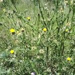 Centaurea melitensis Flor