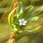 Myosotis laxa Flower