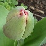 Tulipa agenensis Flower