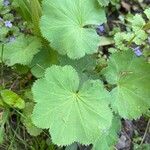 Alchemilla glabra Blad