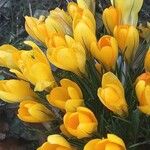 Crocus chrysanthus Hábito