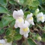 Antirrhinum molle പുഷ്പം