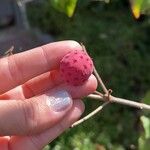 Cornus kousaFrukto