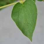 Philadelphus lewisii Foglia