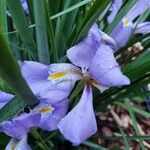 Iris unguicularis Blomma