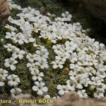 Androsace helvetica Floare