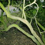 Rhododendron maximum Bark