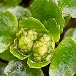 Chrysosplenium oppositifolium Други