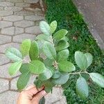 Feijoa sellowiana ഇല